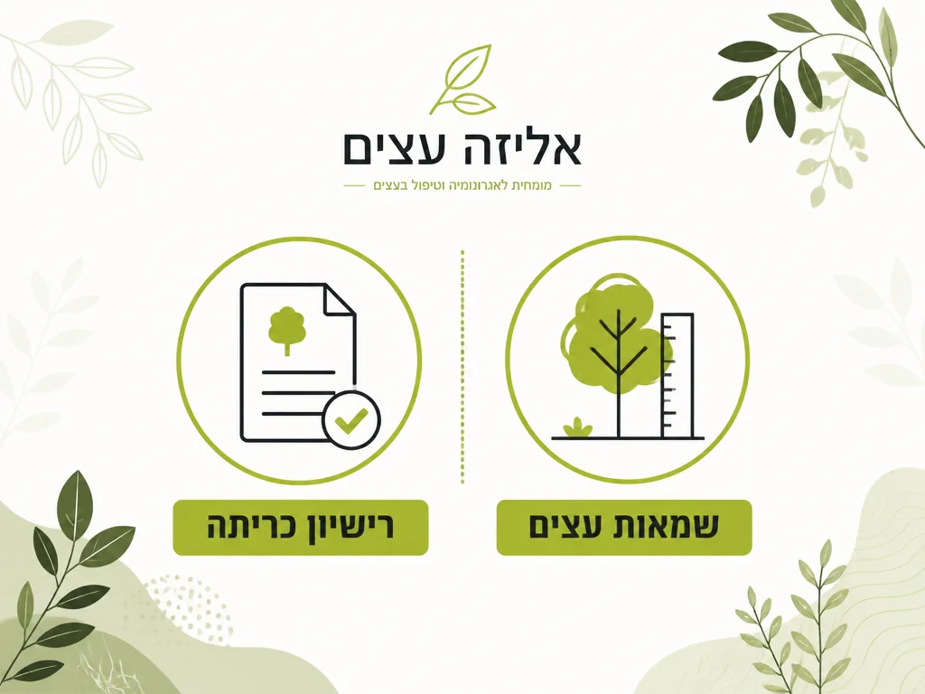 אינפוגרפיקה של רגולציה שמאות עצים וחיסכון אנרגיה